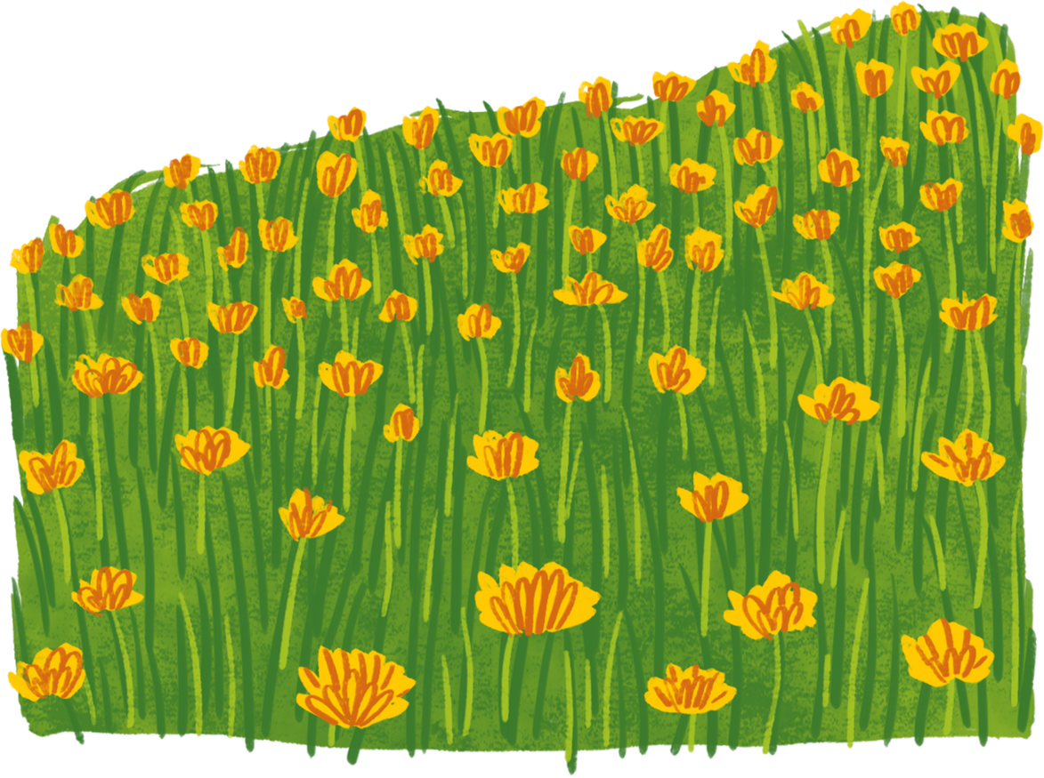 Detailed Traditional Daffodil Flower Field